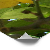 LEMON TREE POSTER (Hoek)