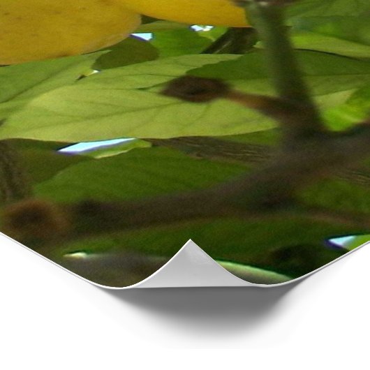 LEMON TREE POSTER (Hoek)
