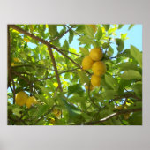 LEMON TREE POSTER (Voorkant)