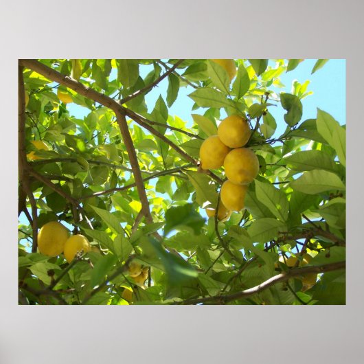 LEMON TREE POSTER (Voorkant)