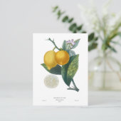 Lemon van Pierre - Antoine Poiteau Briefkaart (Staand voorkant)