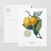 Lemon van Pierre - Antoine Poiteau Briefkaart (Voorkant / Achterkant)