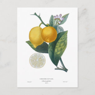 Lemon van Pierre - Antoine Poiteau Briefkaart