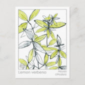 Lemon Verbena Materia Medica Herbal Flash Kaart (Voorkant)