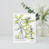 Lemon Verbena Materia Medica Herbal Flash Kaart (Staand voorkant)