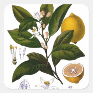 Lemon Vierkante Sticker