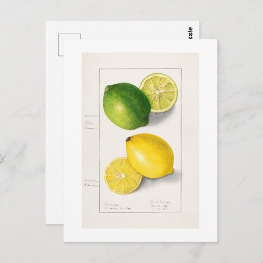 "LEMONS" AMANDA ALMIRA NEWTON 1908 BRIEFKAART (Voorkant / Achterkant)