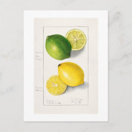 "LEMONS" AMANDA ALMIRA NEWTON 1908 BRIEFKAART