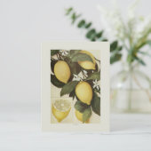 Lemons Briefkaart (Staand voorkant)