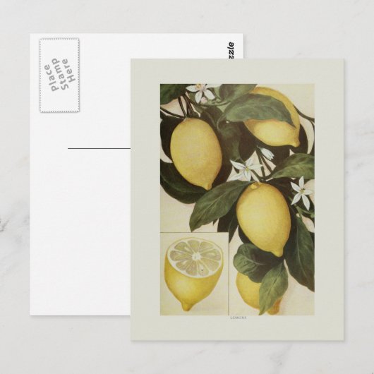 Lemons Briefkaart (Voorkant / Achterkant)
