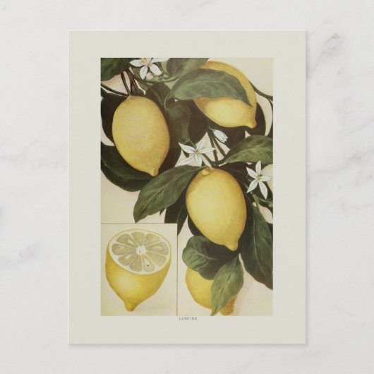 Lemons Briefkaart (Voorkant)