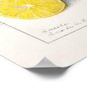 Lemons Citrus Limon 1908, ingediend door Ellen Ish Poster (Hoek)