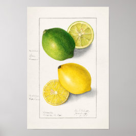 Lemons Citrus Limon 1908, ingediend door Ellen Ish Poster