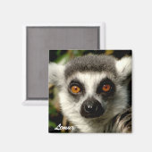 Lemur1 magneet (Voorkant / Achterkant)