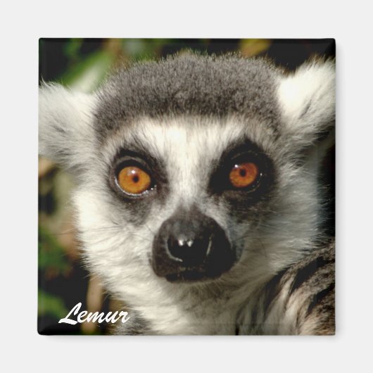 Lemur1 magneet (Voorkant)