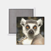 Lemur2 magneet (Voorkant / Achterkant)