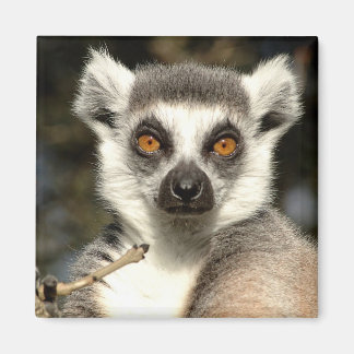 Lemur2 magneet