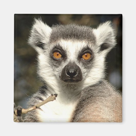 Lemur2 magneet (Voorkant)