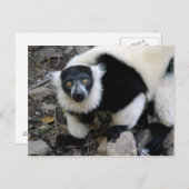 lemur4x6 briefkaart (Voorkant / Achterkant)