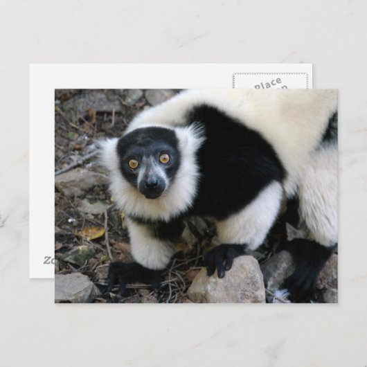 lemur4x6 briefkaart (Voorkant / Achterkant)
