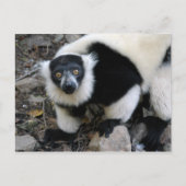 lemur4x6 briefkaart (Voorkant)