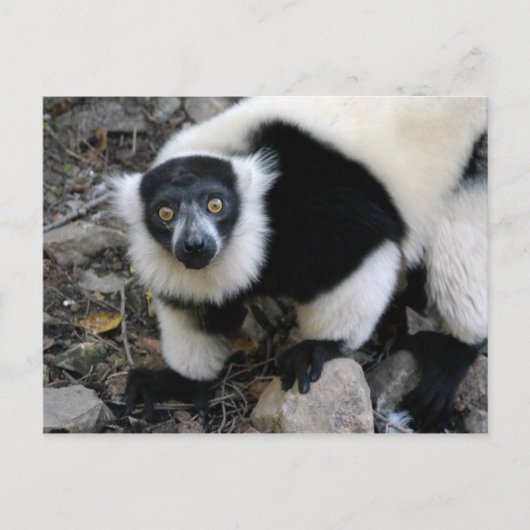 lemur4x6 briefkaart (Voorkant)