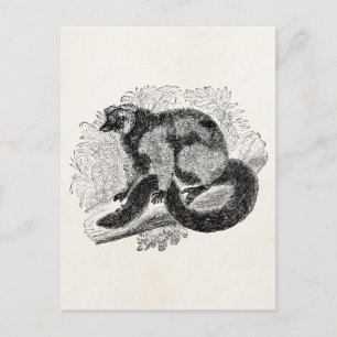  Lemur 1800s Lemurs Illustration Sjabloon Briefkaart