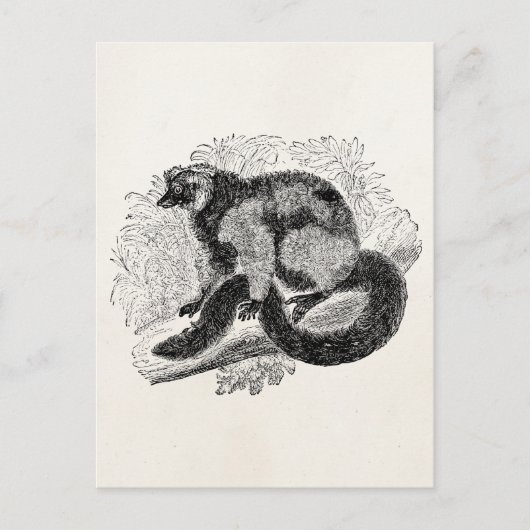  Lemur 1800s Lemurs Illustration Sjabloon Briefkaart (Voorkant)
