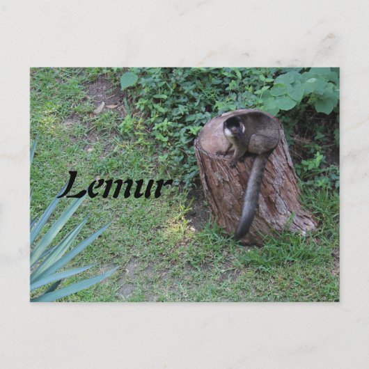 Lemur # 1 briefkaart (Voorkant)