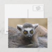 Lemur-Baby Briefkaarten (Voorkant / Achterkant)