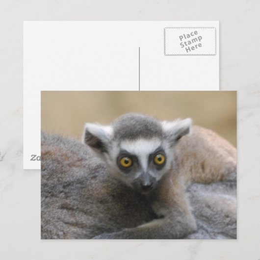 Lemur-Baby Briefkaarten (Voorkant / Achterkant)