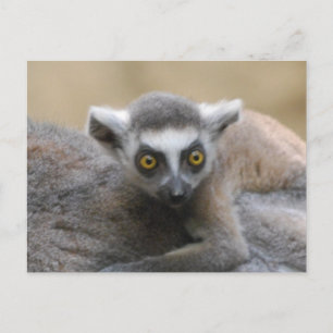 Lemur-Baby Briefkaarten