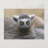 Lemur-Baby Briefkaarten (Voorkant)