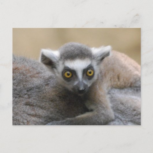 Lemur-Baby Briefkaarten (Voorkant)
