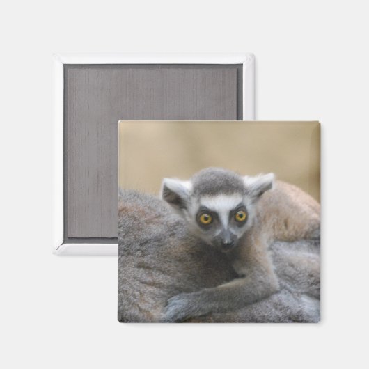 Lemur Baby magneet (Voorkant / Achterkant)