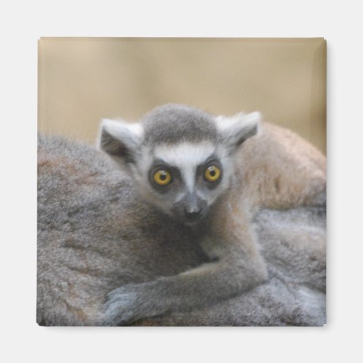 Lemur Baby magneet (Voorkant)
