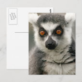 Lemur Briefkaart (Voorkant / Achterkant)