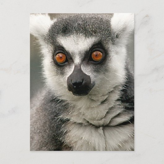 Lemur Briefkaart (Voorkant)