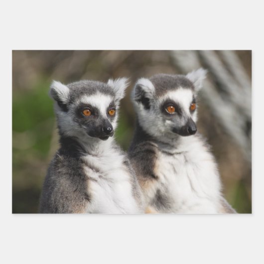 Lemur Catta familie Inpakpapier Vel (Voorkant)