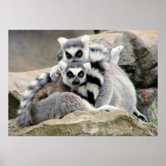 Lemur Cuddles Poster (Voorkant)