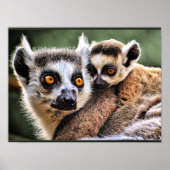 Lemur en Pup Poster (Voorkant)