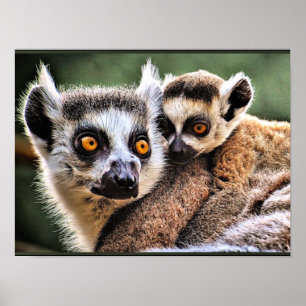 Lemur en Pup Poster