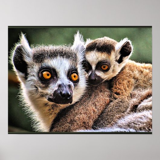 Lemur en Pup Poster (Voorkant)