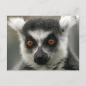 Lemur Face Briefkaarten (Voorkant)