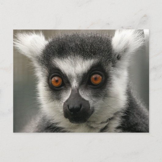 Lemur Face Briefkaarten (Voorkant)
