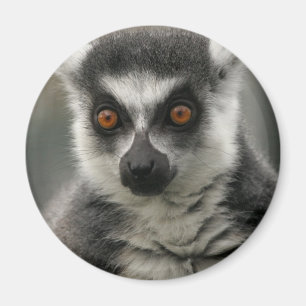 Lemur Face Magnet