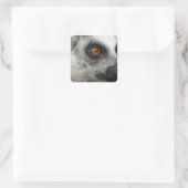 Lemur Foto Vierkante Sticker (Tas)