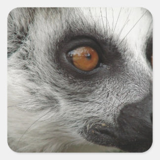 Lemur Foto Vierkante Sticker
