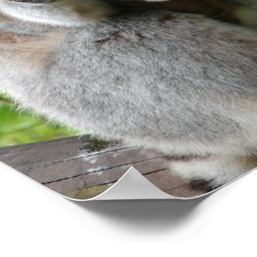 Lemur-fotoafdrukken Poster (Hoek)