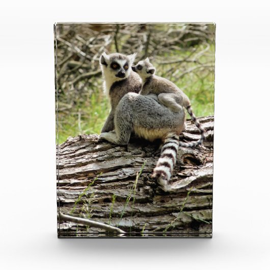 LEMUR FOTOBLOKKEN (Voorkant)